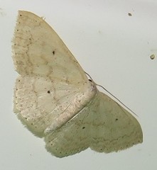 Scopula lactaria