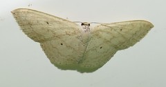 Scopula lactaria