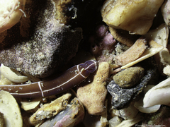 Tubulanus superbus