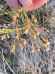 Fimbristylis thermalis