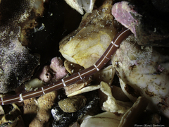 Tubulanus superbus