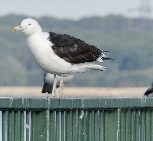 Cape Gull｜海角鸥 参考照片