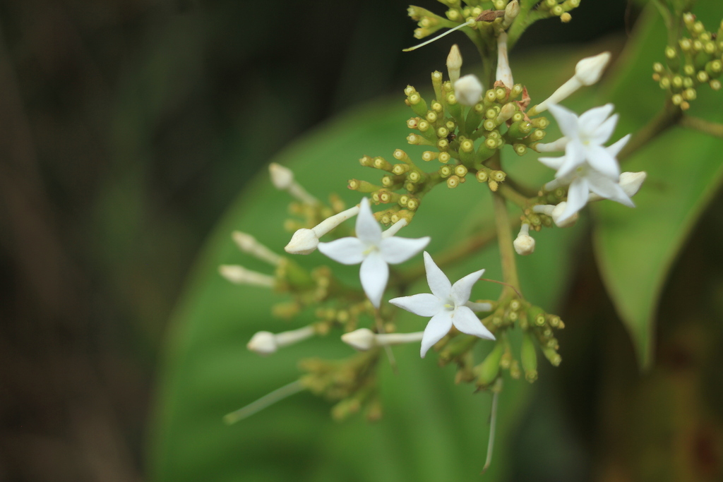 Ciliosemina pedunculata