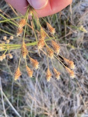 Fimbristylis thermalis