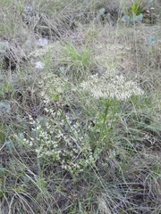 Laserpitium gallicum