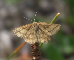 Scopula sentinaria