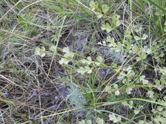 Laserpitium gallicum