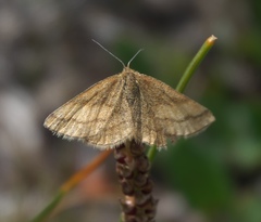 Scopula sentinaria
