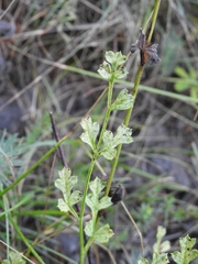 Laserpitium gallicum