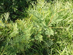 Acacia terminalis