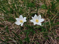 Pulsatilla alpina