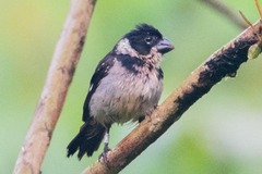 Sporophila americana