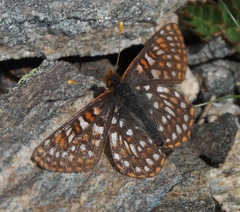 Euphydryas anicia brucei