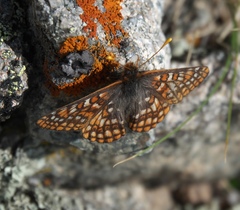 Euphydryas anicia brucei