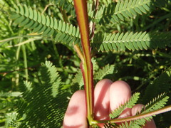 Acacia terminalis