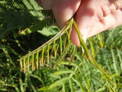 Acacia terminalis