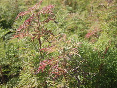 Ambrosiinae