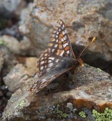 Euphydryas anicia brucei
