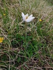 Pulsatilla alpina