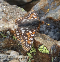 Euphydryas anicia brucei