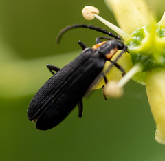 Calochromus perfacetus