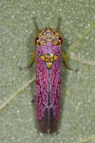 Broad-headed Sharpshooter