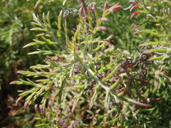 Ambrosiinae