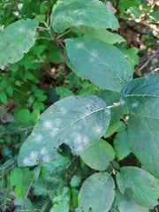 Erysiphe hedwigii