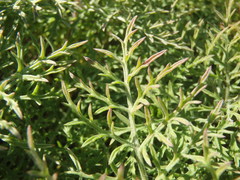 Ambrosiinae