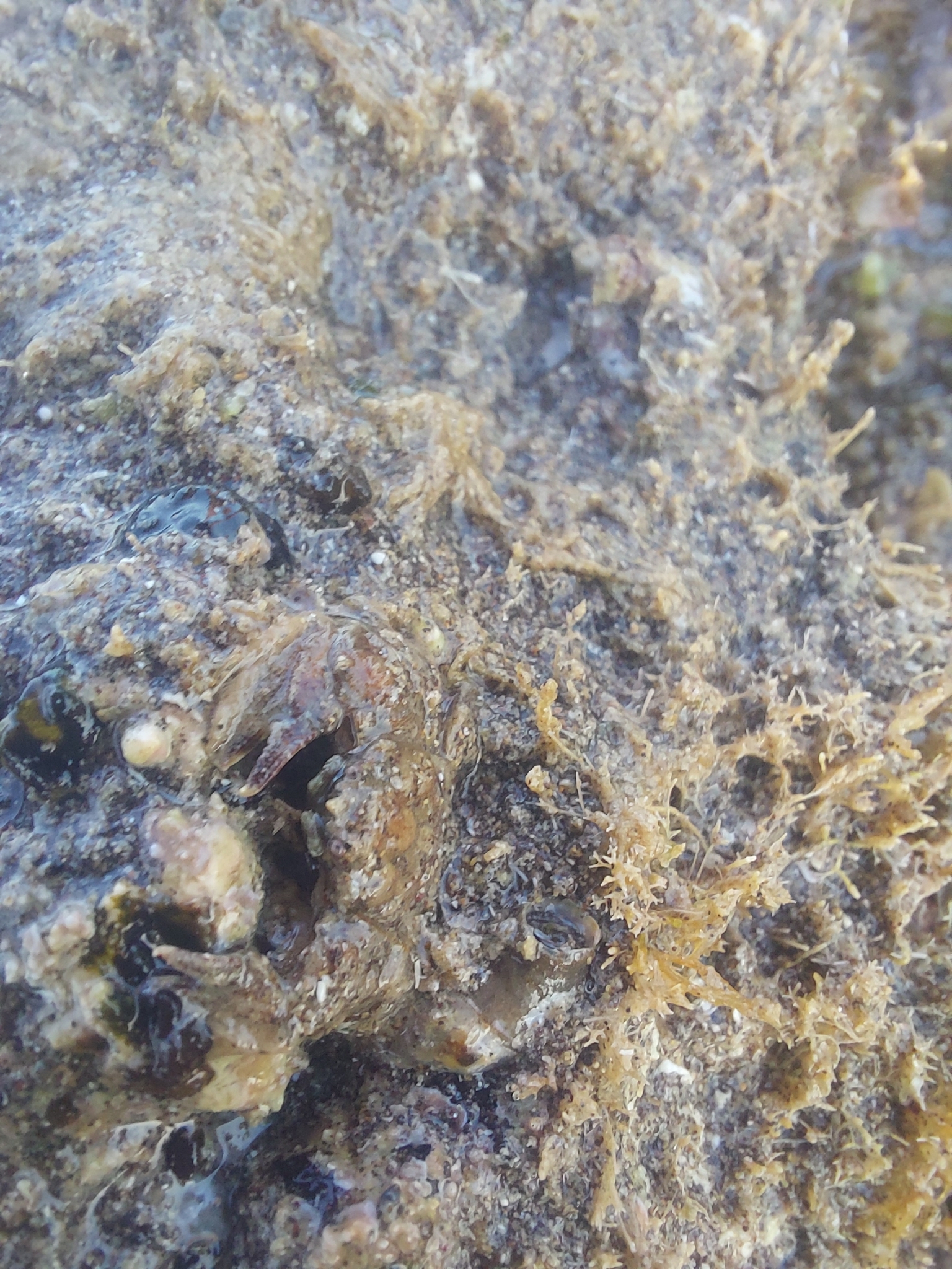 Porcellana platycheles