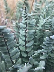 Pellaea bridgesii image