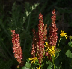 Oxyria digyna