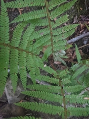 Polystichum setiferum