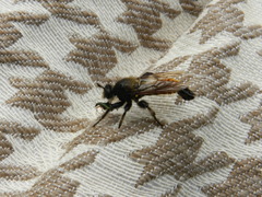 Laphria flava