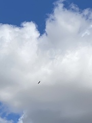 Gypaetus barbatus