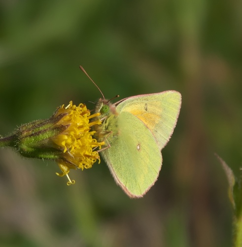 Mead's Sulphur photo 6