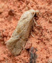 Platphalonidia