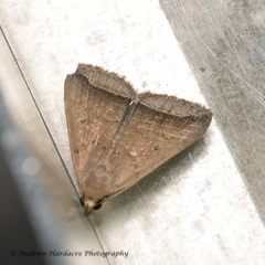 Simplicia mistacalis