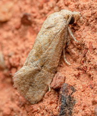 Platphalonidia