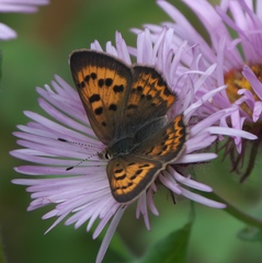 Tharsalea dorcas sangremar