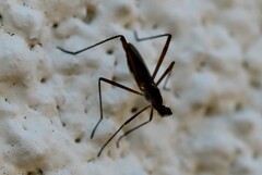 Micropeza corrigiolata