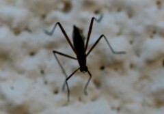 Micropeza corrigiolata