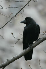 Corvus macrorhynchos
