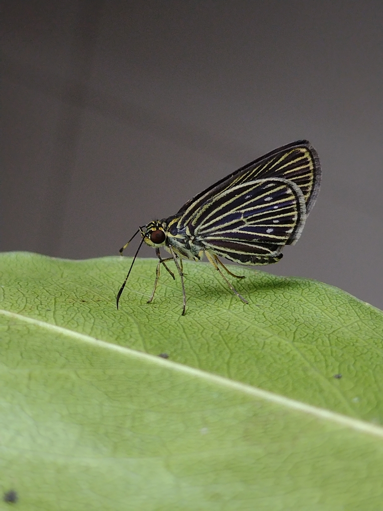 Radiatus bradus