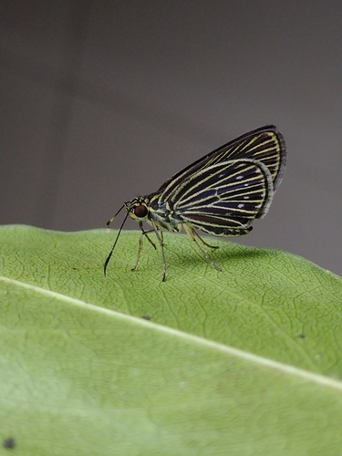 Radiatus bradus