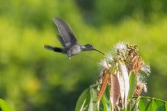 Campylopterus largipennis