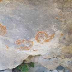 Leproplaca cirrochroa