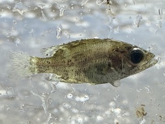 Ambloplites constellatus