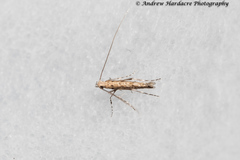 Stomphastis polygoni