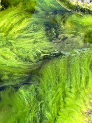 Cladophora glomerata